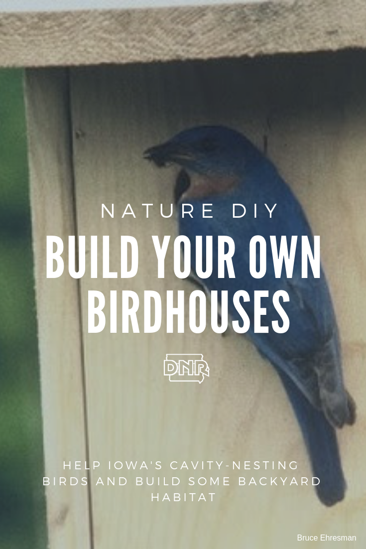 Help out your feathered friends with a DIY birdhouse or two!  |  Iowa DNR